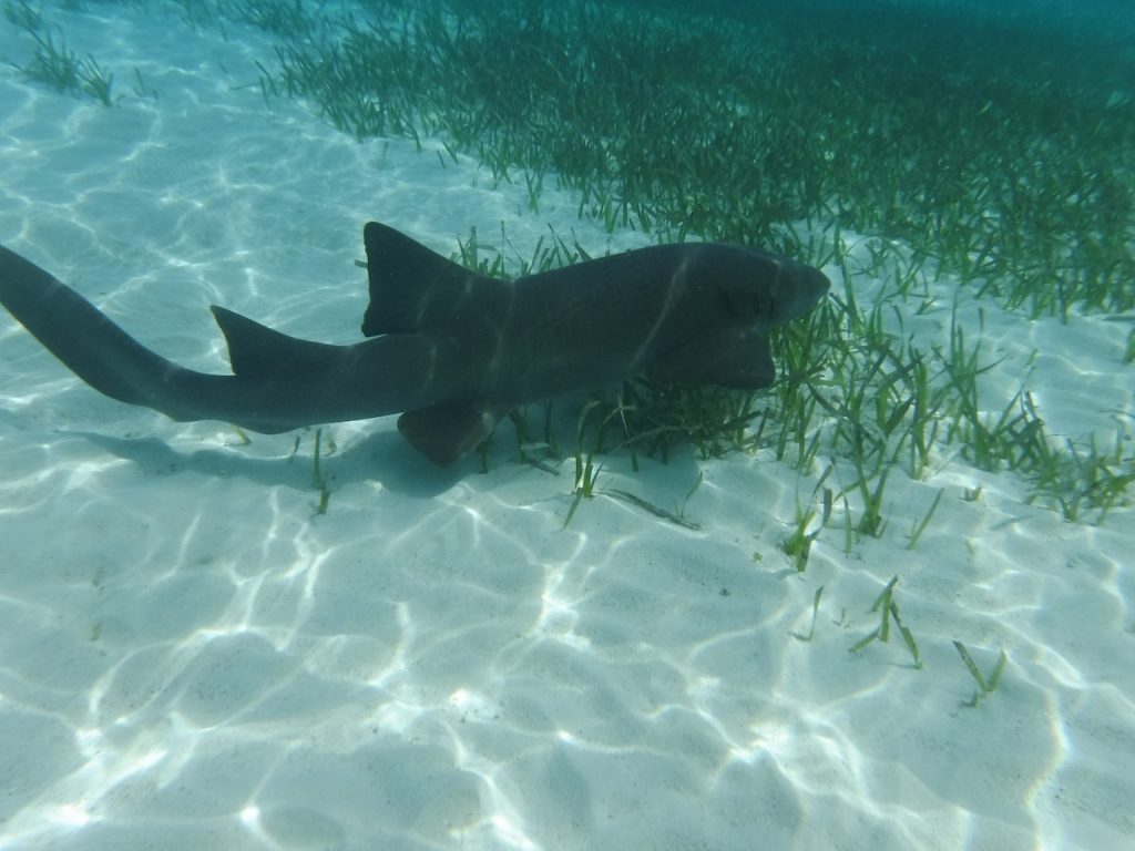 Nurse shark