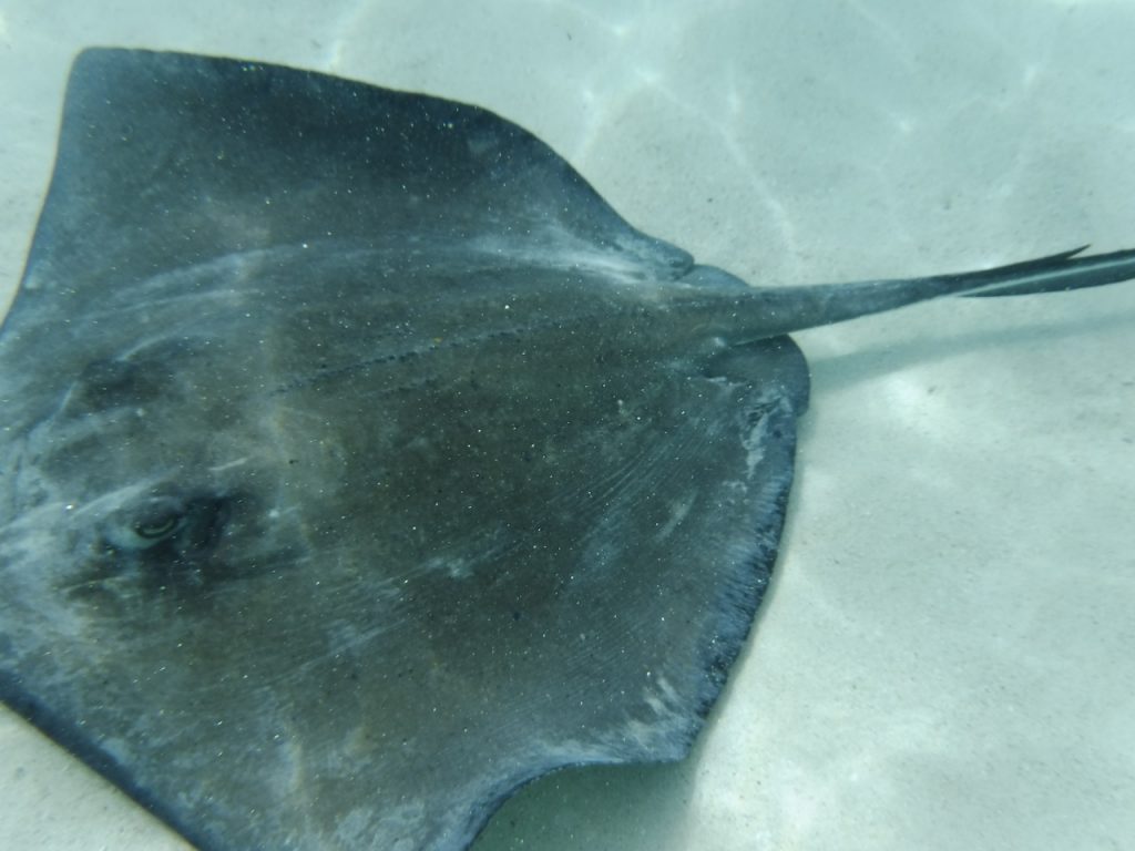 Stingray